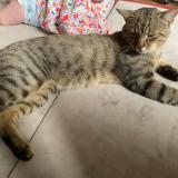 Picture of cat lost at Juniville