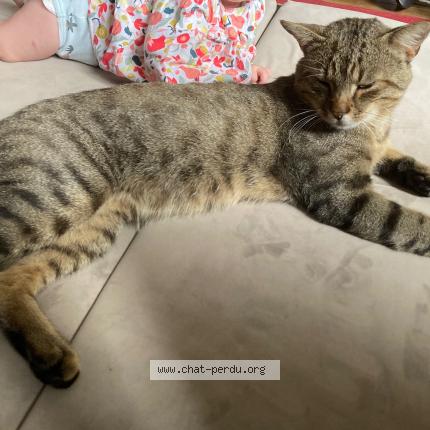 Photo 1/1 Malo Chat lost in Juniville