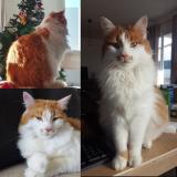 Picture of cat lost at St Hilaire De Brethmas