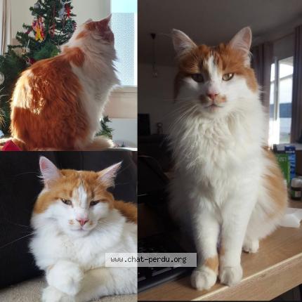 Photo 1/1 HIRO Chat lost in St hilaire de brethmas