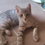 Picture of cat lost at Montauban