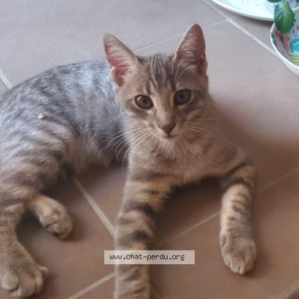 Photo 1/1 Zig Chat lost in Montauban