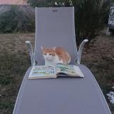 Picture of cat lost at Saint Laurent Des Autels