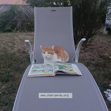 Photo 1/1 Rouky Chat lost in Saint laurent des autels