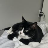 Picture of cat lost at Lehi