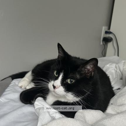 Photo 1/1 Susu Chat lost in Lehi