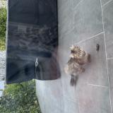 Picture of cat found at Giberville