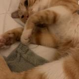 Picture of cat lost at St Priest