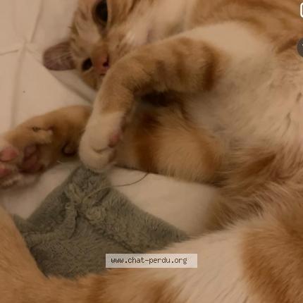 Photo 1/1 Sans nom Chat lost in St priest