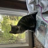 Picture of cat lost at Alcester