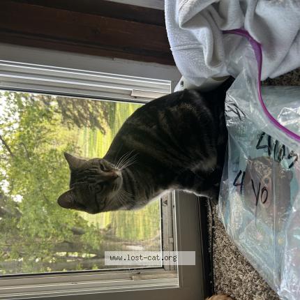 Photo 1/1 rosie Chat lost in Alcester