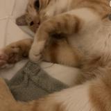 Picture of cat lost at St Priest