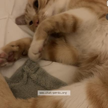 Photo 1/1 Caramel Minou Chat lost in St priest