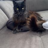 Picture of cat lost at Terrats