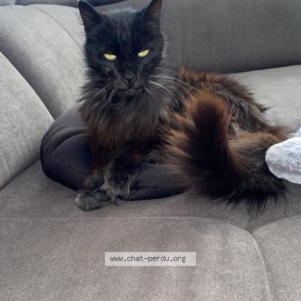 Photo 1/1 Mia Chat lost in Terrats