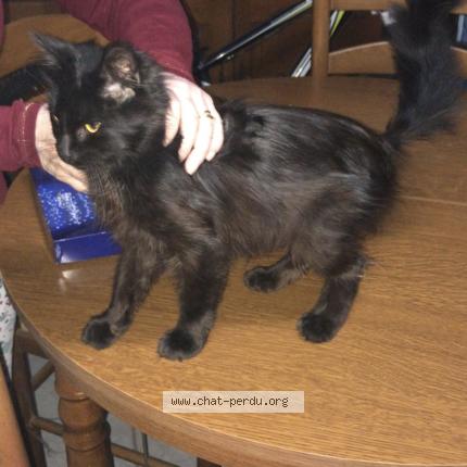 Photo 1/1 Found cat Found in Espaly saint marcel