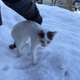 Picture of cat lost at Pellerin