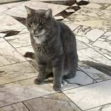 Picture of cat lost at Thenezay