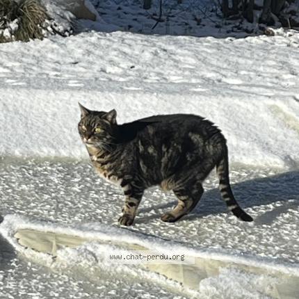 Photo 1/1 tigrou Chat lost in Beaune