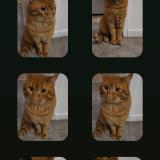 Picture of cat found at Longwy