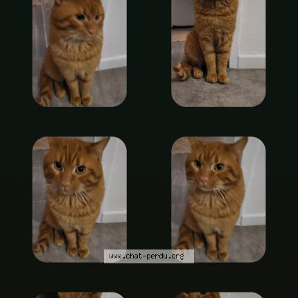 Photo 1/1 Found cat Found in Longwy