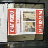 Picture of cat lost at Illkirch Graffenstaden