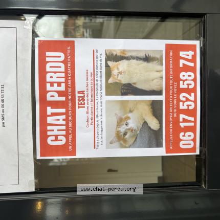 Photo 1/1 Tesla Chat lost in Illkirch graffenstaden