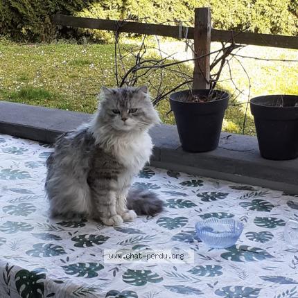 Photo 1/1 Zayn Chat lost in Morschwiller le bas