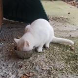 Picture of cat found at Servies