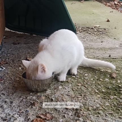 Photo 1/1 Found cat Found in Servies