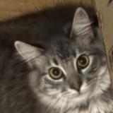 Picture of cat lost at Stanton