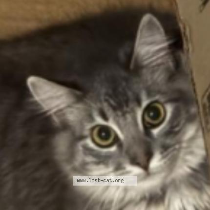 Photo 1/1 Cleo Chat lost in Stanton