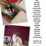 Picture of cat lost at Grivegnee