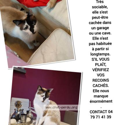 Photo 1/1 Noxy Chat lost in Grivegnee