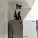 Picture of cat lost at Mumbai