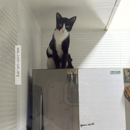 Photo 1/1 Oliver Chat lost in Mumbai