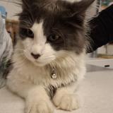 Picture of cat found at Les Essarts