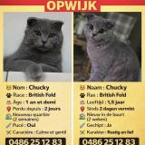 Picture of cat lost at Opwijk
