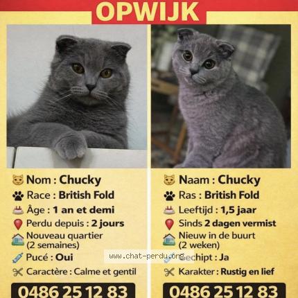 Photo 1/1 Chucky Chat lost in Opwijk