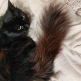 Picture of cat lost at Spokane