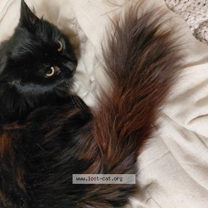 Photo 1/1 Cordelia Chat lost in Spokane