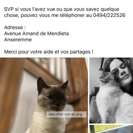 Photo 1/1 Saphyr Chat lost in Anseremme