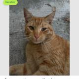 Picture of cat lost at Miami