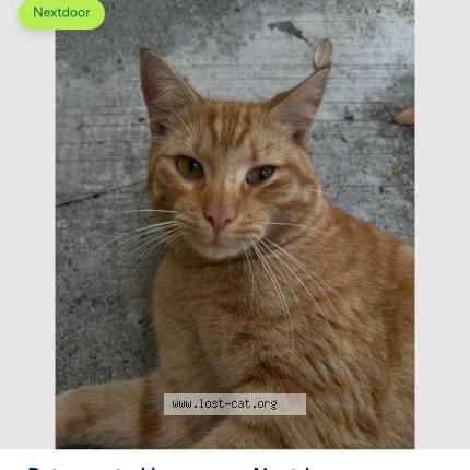 Photo 1/1 Rex Chat lost in Miami