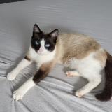 Picture of cat lost at Serent