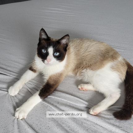 Photo 1/1 Odin Chat lost in Serent