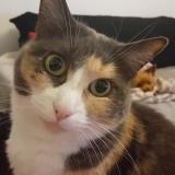 Picture of cat lost at Malzeville