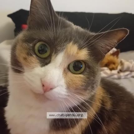 Photo 1/1 Mimisse Chat lost in Malzeville