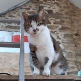 Picture of cat lost at Vannes
