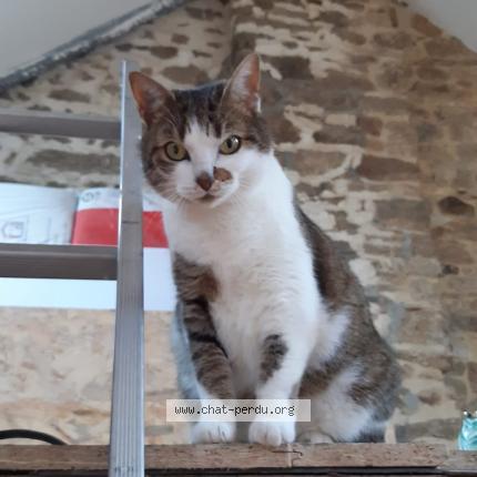 Photo 1/1 Pirox Chat lost in Vannes